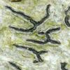 Graphis scripta